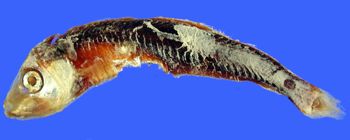 Media type: image; Ichthyology 17845